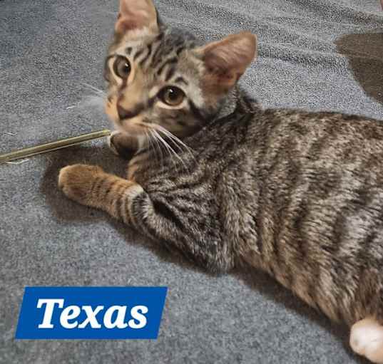 Photo of Texas - United States Litter