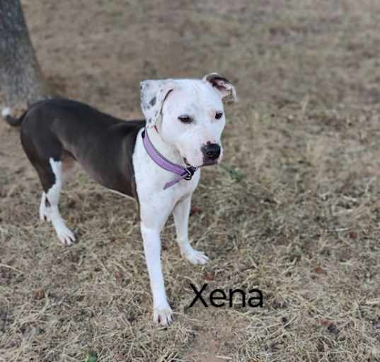 Photo of Xena