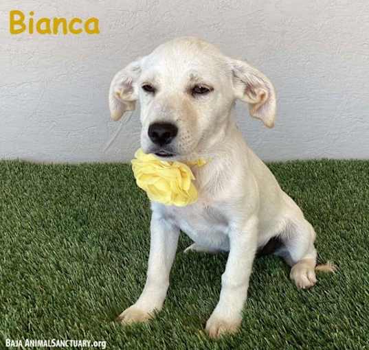 Photo of Bianca