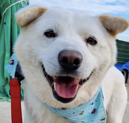 Photo of Otis