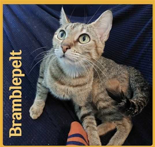 Photo of BRAMBLEPELT