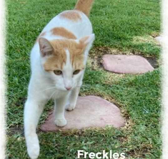 Photo of Freckles