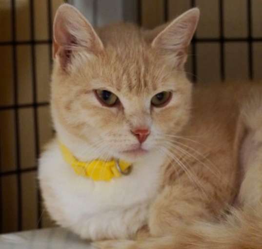 Photo of Creamsicle (In Foster)