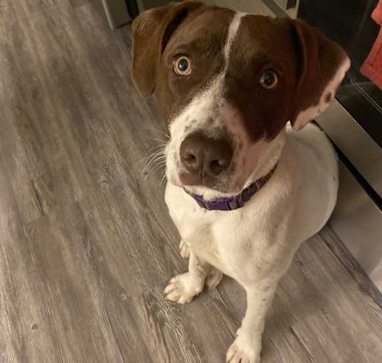 Photo of Sage