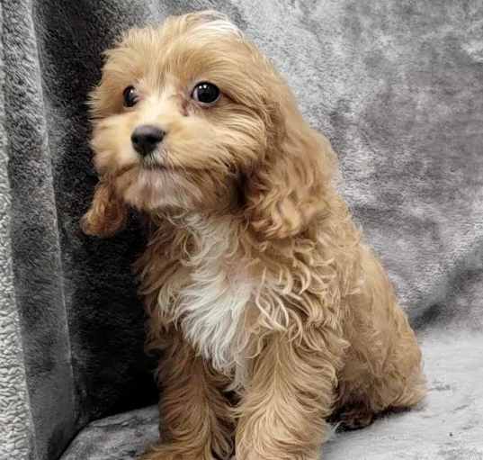 Photo of Truffles