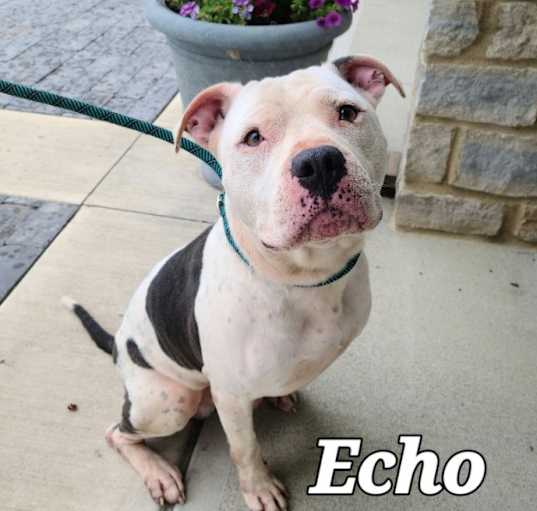 Photo of Echo Yrly 235