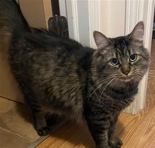Photo of Merlin