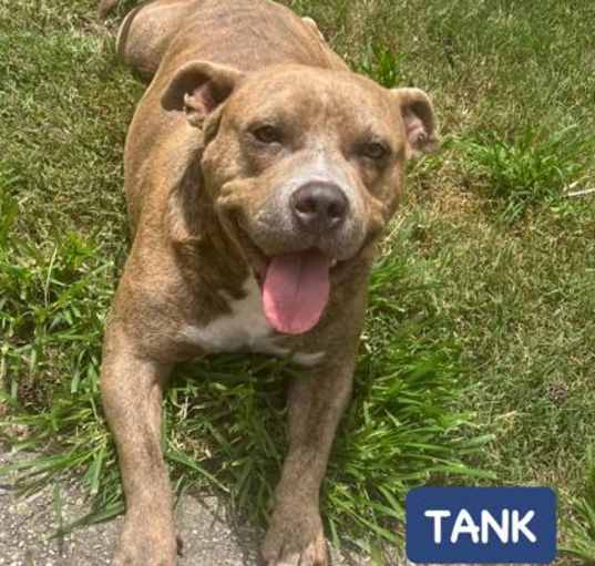 Photo of TANK