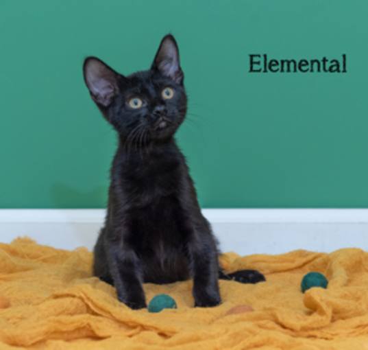 Photo of Elemental