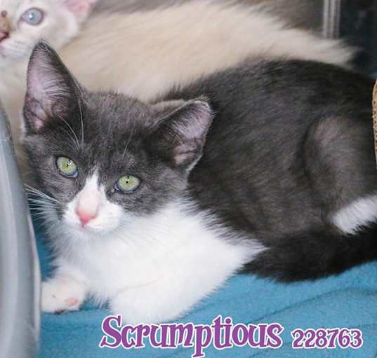 Photo of SCRUMPTIOUS