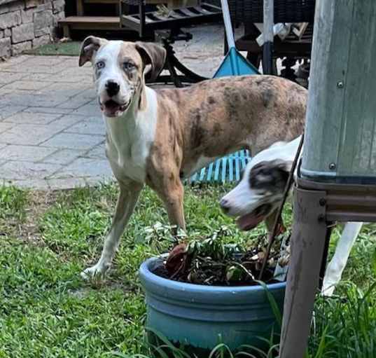 Photo of DUKE