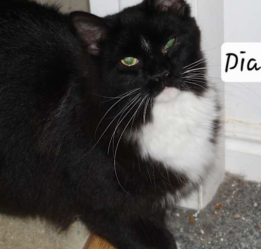 Photo of Diamond