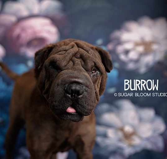 Photo of Burrow