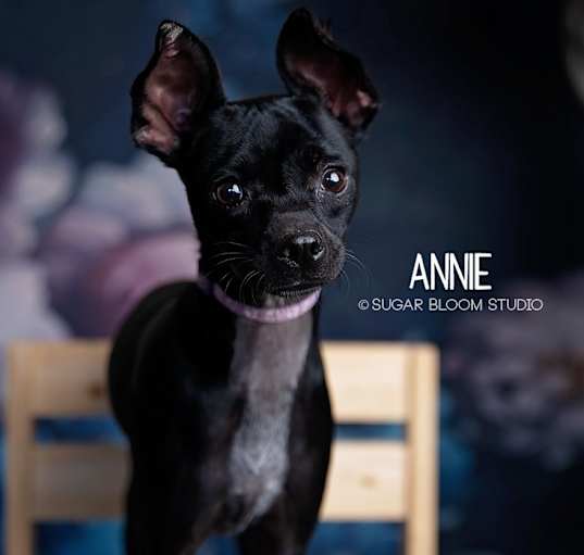 Photo of Annie