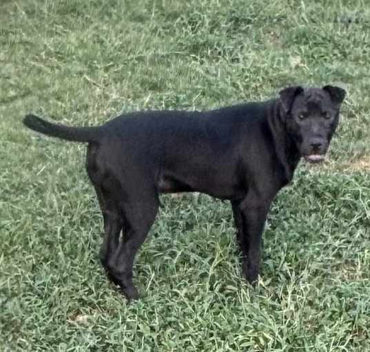 Photo of Panther