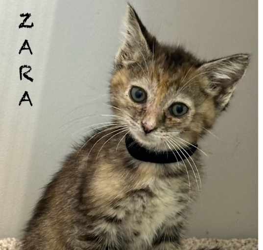 Photo of Zara