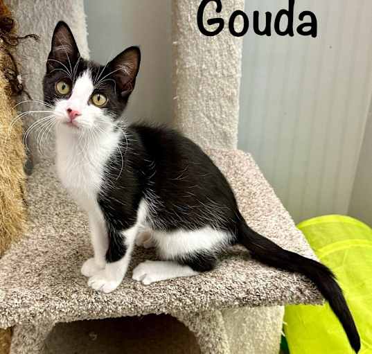 Photo of Gouda