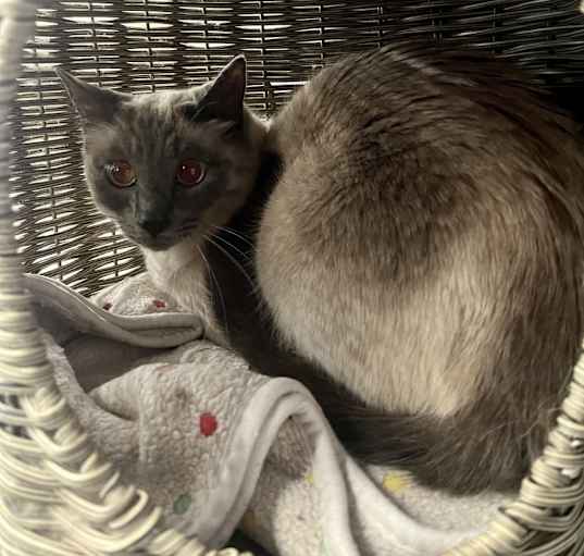 Photo of Ripley