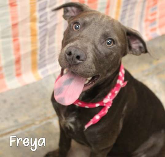 Photo of Freya