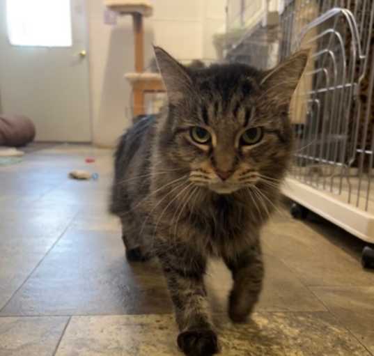Photo of Muffin