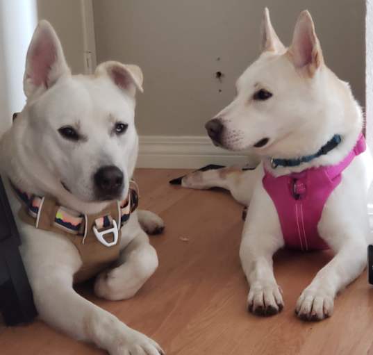 Photo of Snow & Rex