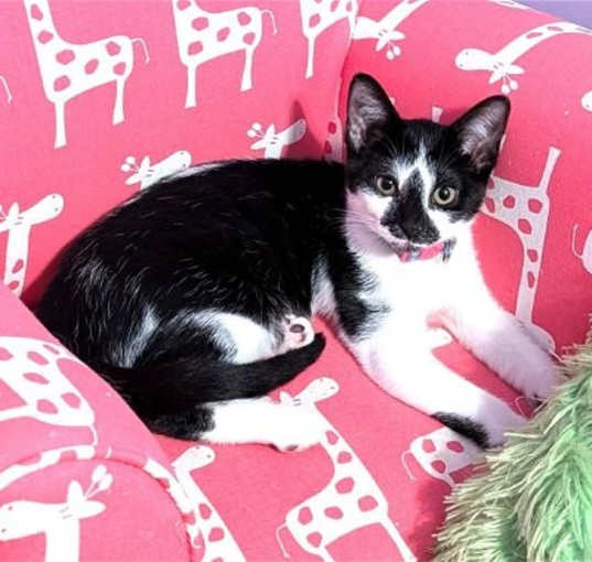 Photo of KITTEN PIPPIE