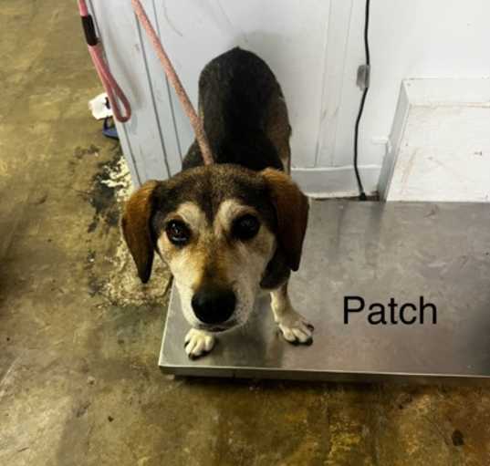 Photo of Patch