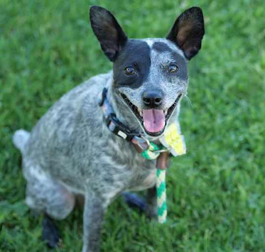 Photo of Sophie the Cattle Dog