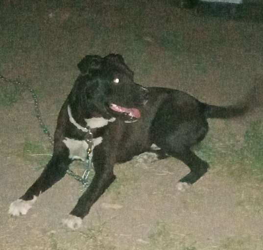 Photo of Oreo