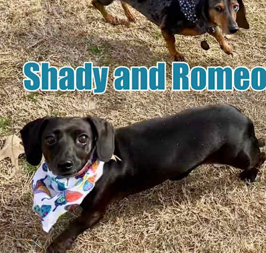 Photo of Shady and Romeo BONDED PAIR