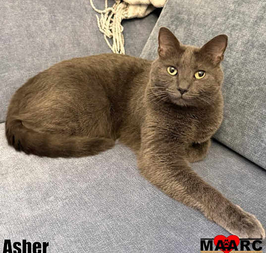 Photo of Asher