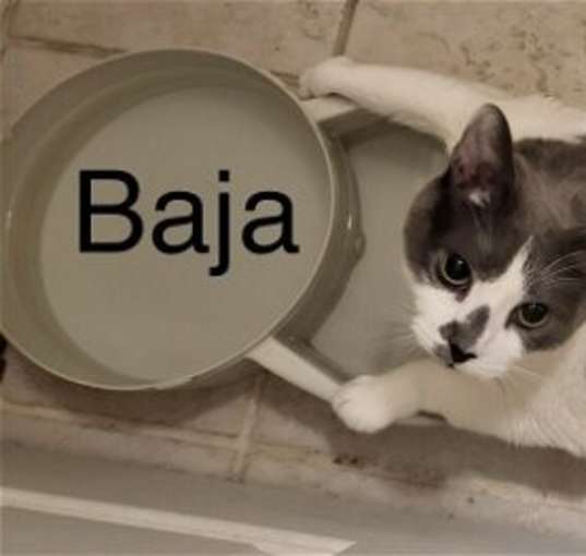 Photo of Baja **COURTESY POST**