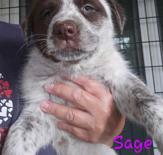 Photo of Sage