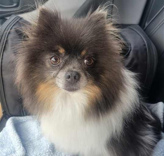 Photo of Gemma - Adorable Pom