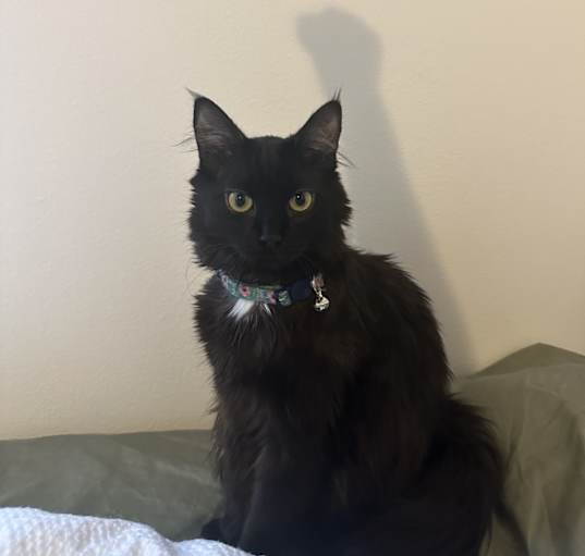 Photo of Wookie