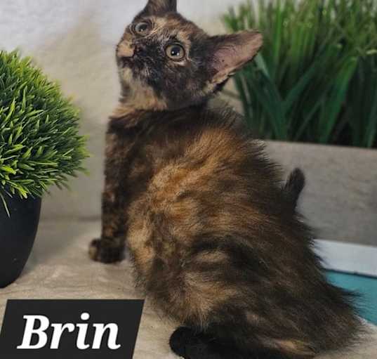 Photo of Brin