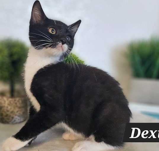 Photo of Dexi