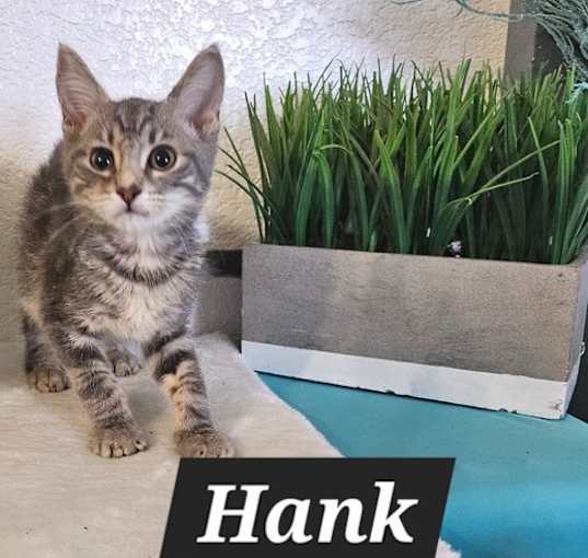 Photo of Hank (the original)