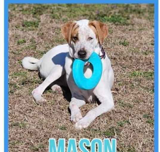 Photo of Mason