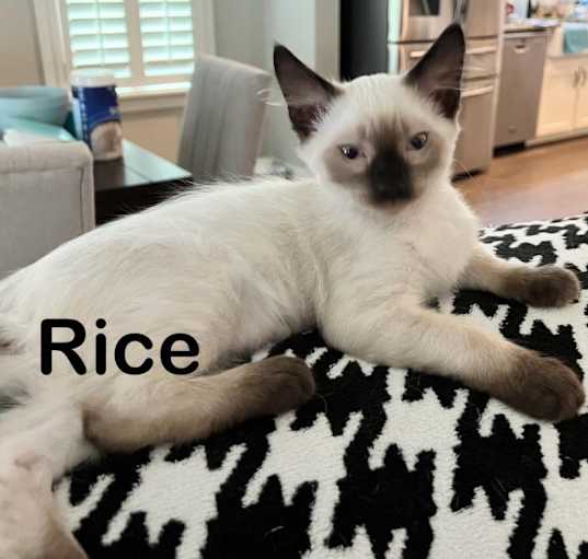 Photo of Rice