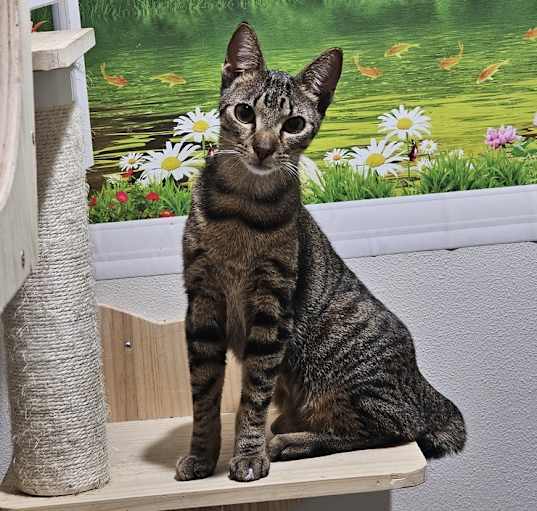 Photo of Hemmel