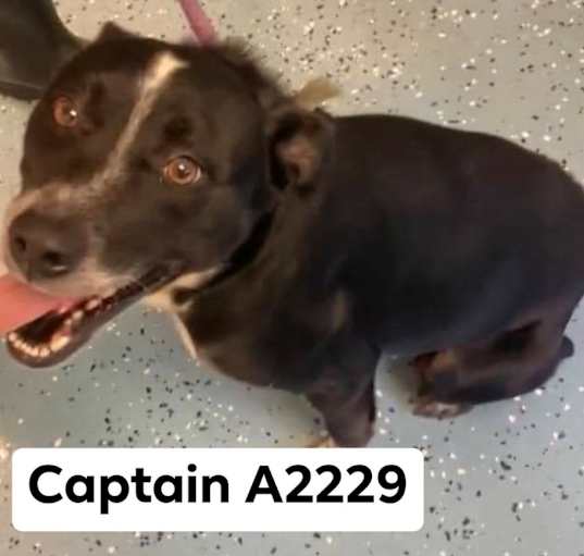 Photo of Captain A2229