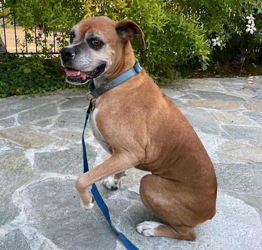 Photo of Peanut