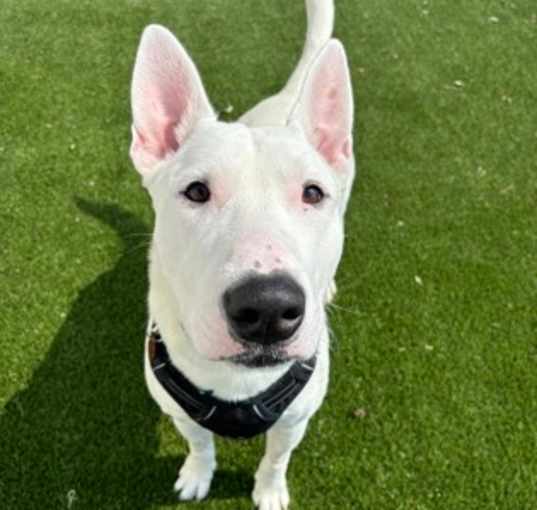 Photo of Spuds Mackenzie