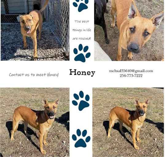 Photo of Honey