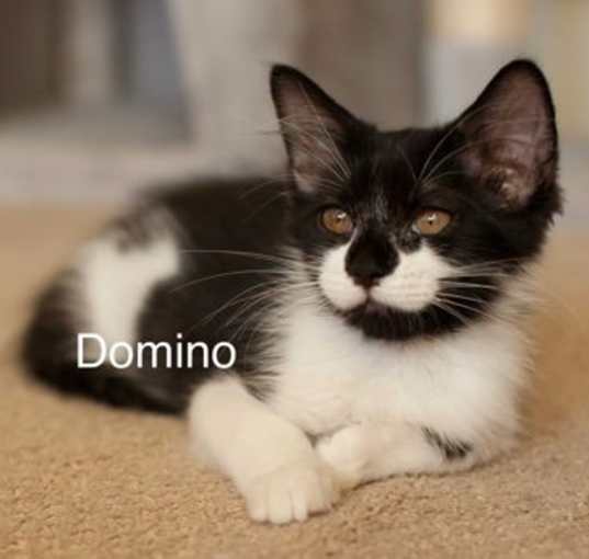 Photo of Domino