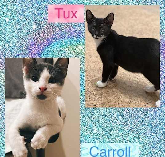 Photo of Tux & Carroll (Bonded Pair)