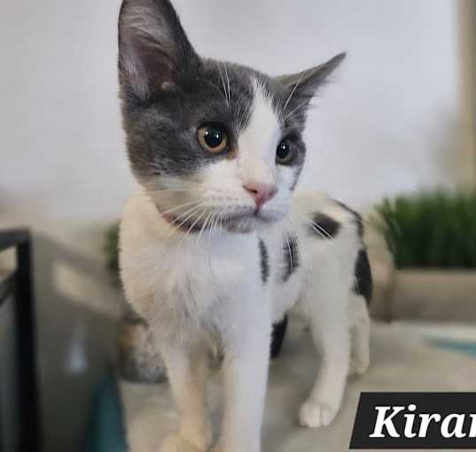 Photo of Kirara