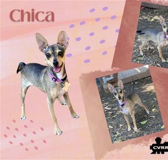 Photo of Chica