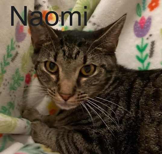 Photo of 6363 Naomi